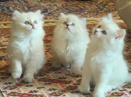 Pure Siberian neva masquerade kittens
