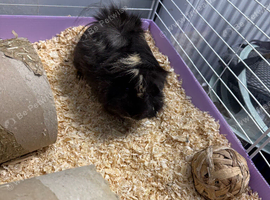 Guinea pigs include eveything