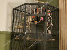 African grey