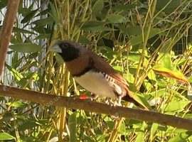 Chestnut Breasted Manikins For Sale