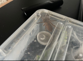 Tarantulas for sale