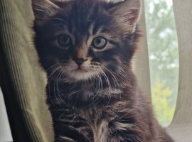Cute male kitten looking for his family