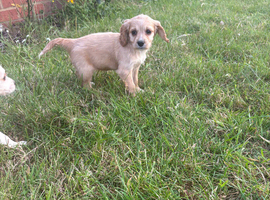Beautiful cavachon x cocker puppies