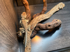 Male Collard Lizard at Birmingham Reptiles