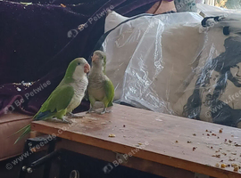 Two young quaker parrots ready for taming