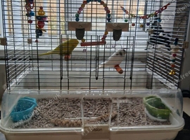 2x young budgies and cages