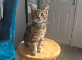 Kitten looking for forever home