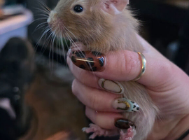 Baby degu mixed colours