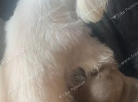 Gorgeous Mauxie girls for sale