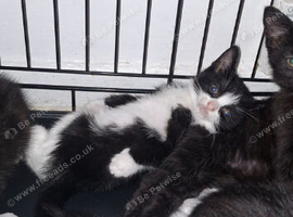 6 lovely kittens