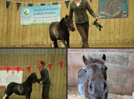American miniature mare
