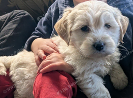 Min poodle x golden retriever
