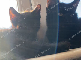 3 month old male kitten