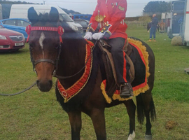Absolutely beautiful brp mare