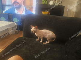 White colour sphynx  hairless cat lion cub