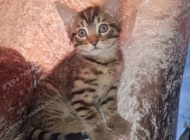 4 female tabby kitten and 1 all black male kittens