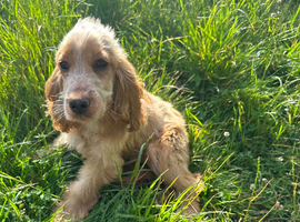Show cocker spaniel female 6months old