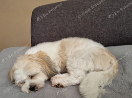 Adult Lhasa Apso boy KC registered