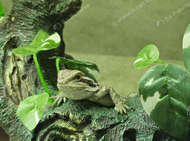 4 Baby Bearded Dragons
