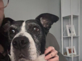 Urgent rehome needed