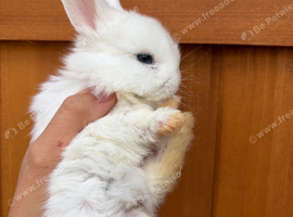 Blue Eyed White Mini Lops