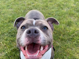 Female for rehome