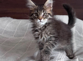 Maine coon male and female - active kittens