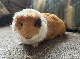 Lovely little boy,with cage, around 15 months old, recently lost his companion