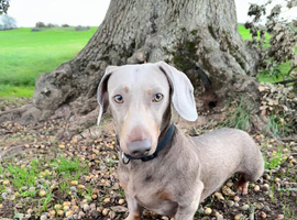 Grey Dachshund Male