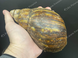Giant African land snails