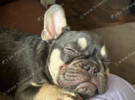 5 month old French bulldog kc reg
