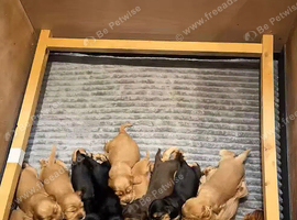 Show cocker spaniel pups
