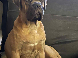 cane corso for stud
