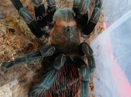 Tliltocatl vagans (Campeche), Mexican redrump. 3 1/2" inches #02