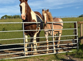 14 month old fully for sale