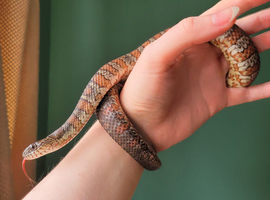 Northern water snake and setup