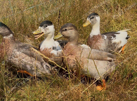 4x Male Magpie/Mallard Call Ducks