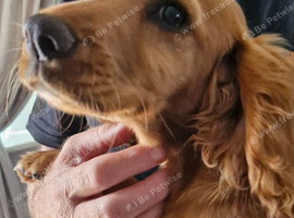 Working cocker spaniel pup