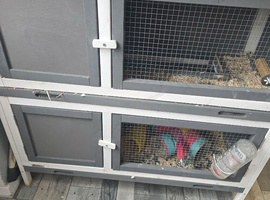 2 female guinea pigs with hutch food sawdust