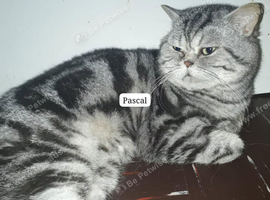 Bsh. Silver Classic Tabby . Ready on December.