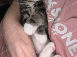 3 beautiful kittens for sale