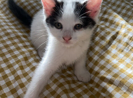 Boy kitten