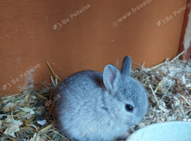 Purebred Netherland Dwarf Bunnies
