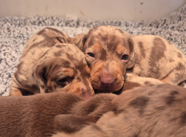 Dachshund puppies