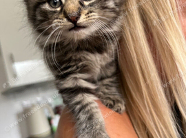 1 boy kitten left