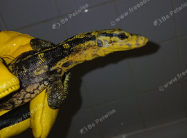 Young cumingi monitor