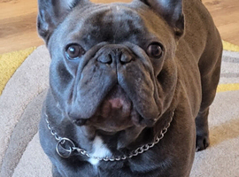 French Bulldog