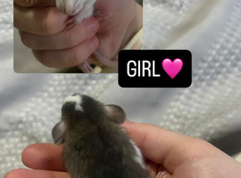 Baby Dumbo Rats