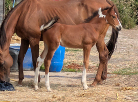 Coloured Colt Foal