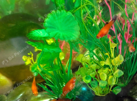 Young Platy Orange and Orange/ black fin